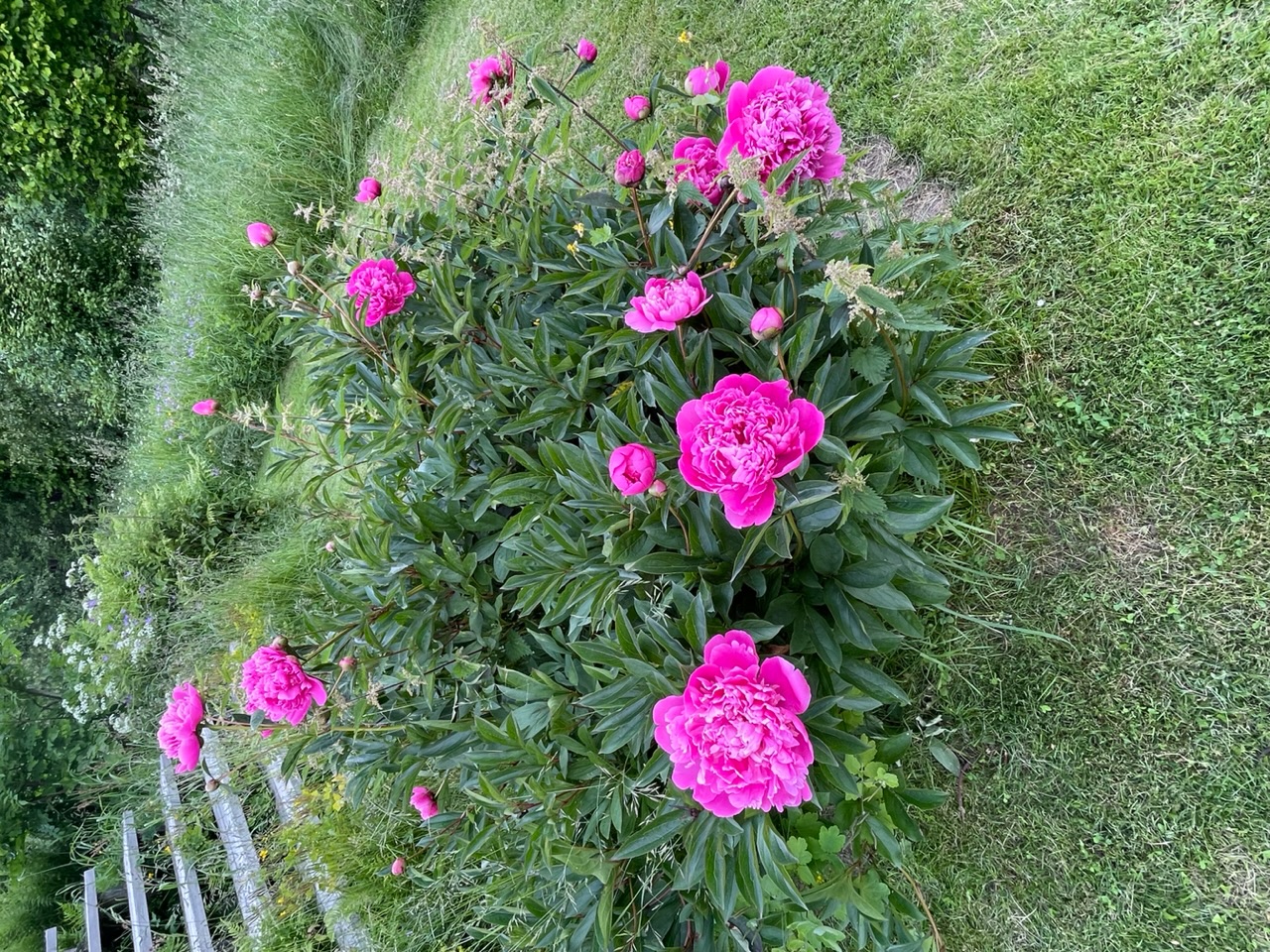 Stora rosa pioner