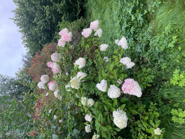 Hortensia-buske